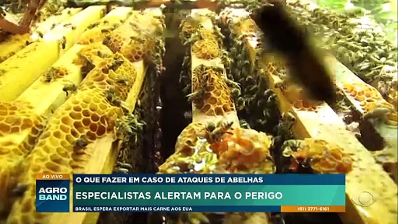 Como prevenir ataques de abelhas