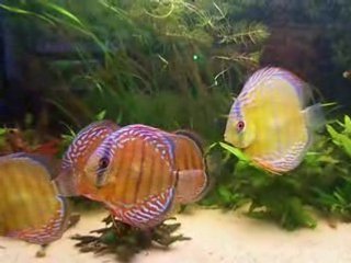 Mes sauvages video 30 avril