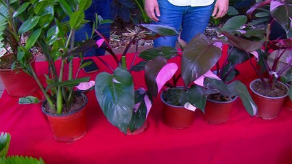 bd-plantas-en-tendencia-230125