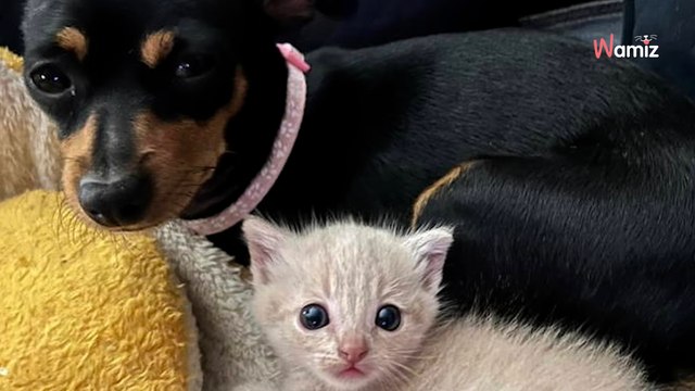 Une chienne qui perdu ses bébés retrouve la joie de vivre grâce à un chaton abandonné