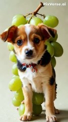 Grapes into Cute puppies