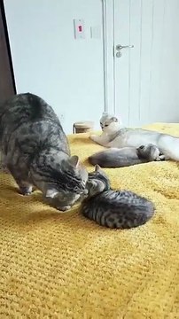 Daddy cat scolds his kitten 😳 Why? 😧 #daddy #daddycat #cats #kittens #dadcat #catscold #catfamily