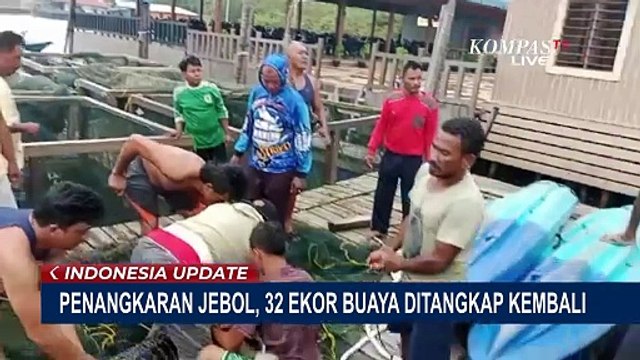 Penangkaran di Pulau Bulan Jebol, 32 Ekor Buaya Ditangkap Kembali