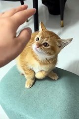 Cute animals😼❤️❤️cute cat #reelsfbシ #fb #shorts #cat #animal #cuteanimels