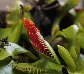 Gardening Hacks to Transform Your Outdoor Space with Ease!