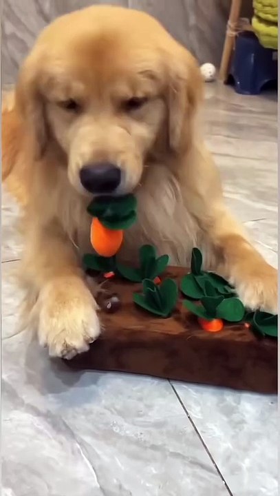 Bucket Bear Bucket