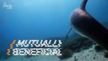 Just a Little Help From a Friend! Dolphins Have Been Helping Fishermen Catch Fish for 150 Years