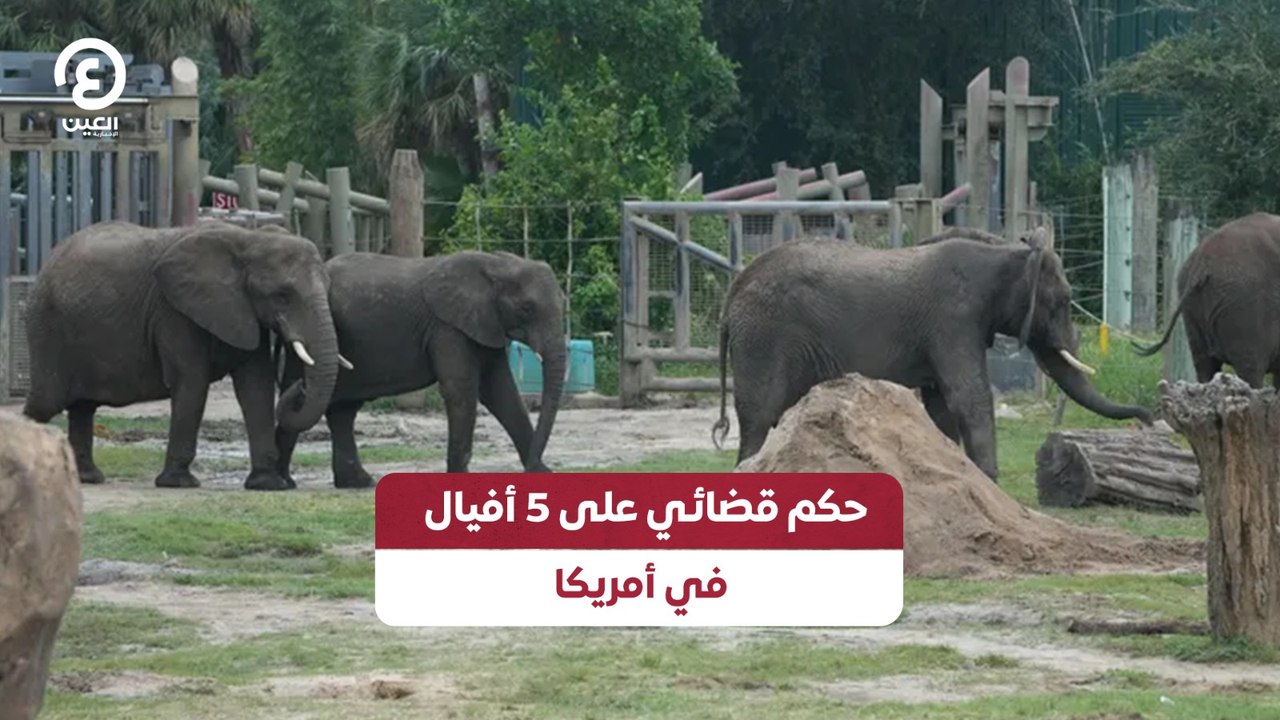 حكم قضائي على 5 أفيال في أمريكا