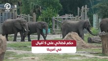 حكم قضائي على 5 أفيال في أمريكا