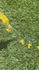 Help! Duck Got Stuck In My Ears! 😰🦆👂