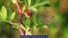 Real_o_Falso_Los_Animales_Gigantes_Mas_Sorprendentes_de_la_Historia-sUlMIulMvlk