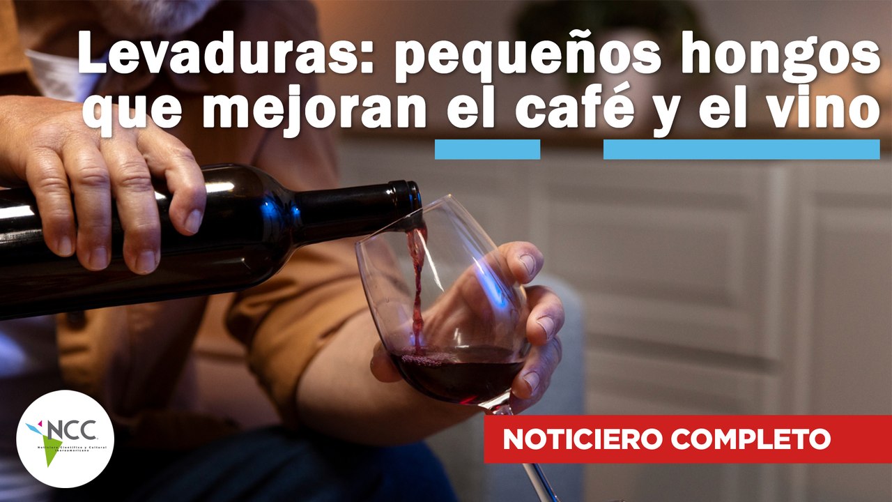 Levaduras: pequeños hongos que mejoran el café y el vino | 729 | 27 enero al 02 de febrero de 2025