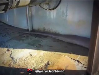 Anacondaa Amazona's😂😂