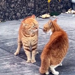 VIRAL!!! Two Orange Cats Seize Power