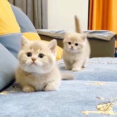 VIRAL!!! This Cat's Kittens Is Beautiful