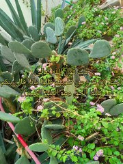 كتاب التوحيد الذي هو حق الله على العبيد ( 9 )