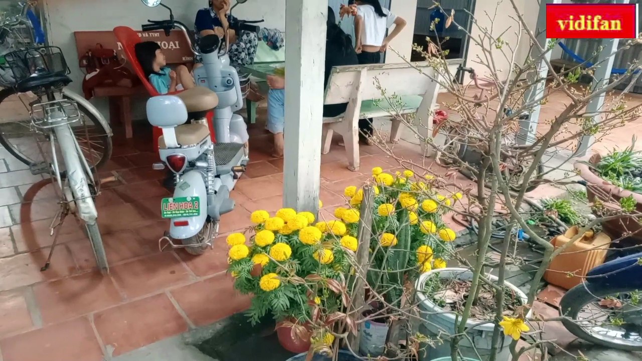 Tet holiday flower