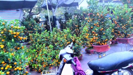 Chúc Mừng Năm Mới 2025 với Nhạc Tịnh Quang 🎶 – Thưởng Thức Bản Quyền Đặc Biệt Dịp Tết