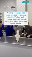 White cockatoo dances with staff at Turkish animal hospital