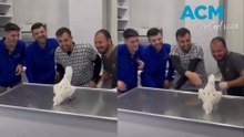 White cockatoo dances with staff at Turkish animal hospital