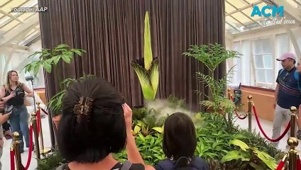 Rare bloom event  for ‘Putricia’, the endangered corpse flower