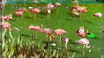 MTV DisMissed Miami | Elizabeth, Jarrod & John / Season 3