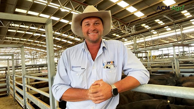 Naracoorte PPHS and Elders weaner heifer sale