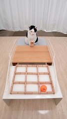 Cat and Tic Tac Toe