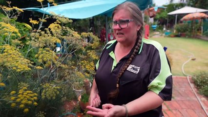 Insect collecting booms along with lucrative black market