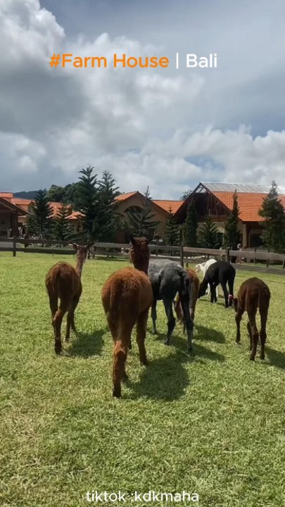 Serunya Berinteraksi dengan Satwa Luar Negeri di Bali Farm House