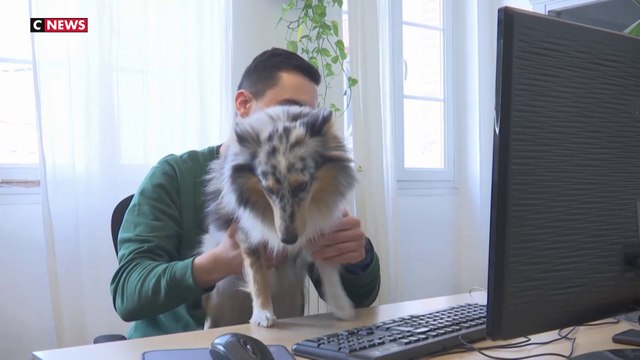 Bien-être au travail : ces entreprises qui permettent aux salariés de venir au bureau avec leur chien