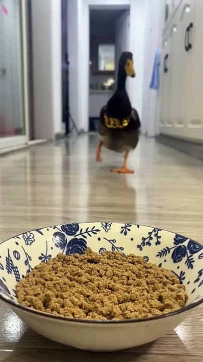 This Duck Will Make You Hungry