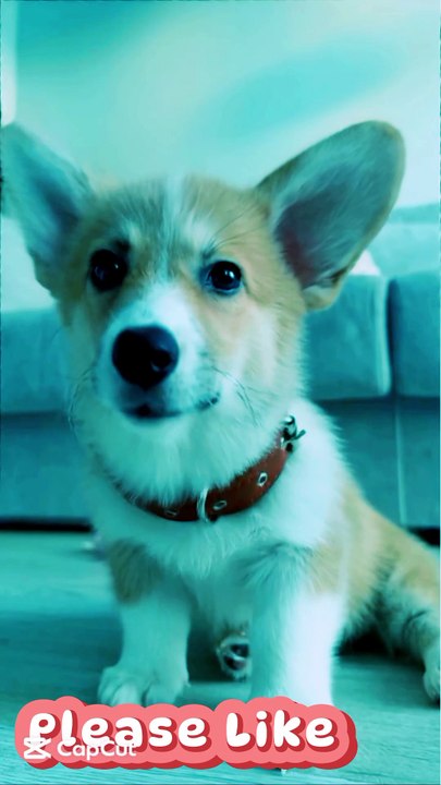 APT Dog version #apt #dog #version #rosé