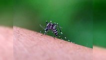 Las claves detrás de baja incidencia del dengue en RD