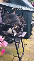 🐱 Cats' Battle Royale Part 3! 🐱