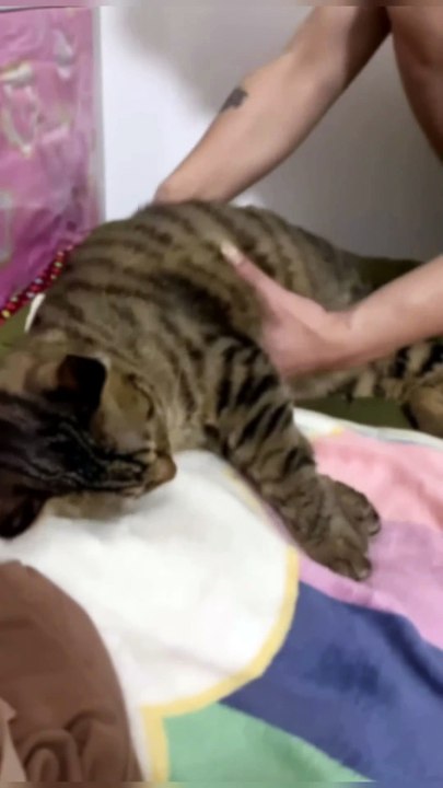 😴🐱