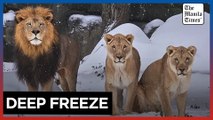 Snowy paws and hooves: Houston Zoo animals delight in rare snowfall