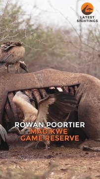 Jackal Hides Inside Rhino Carcass From Vultures