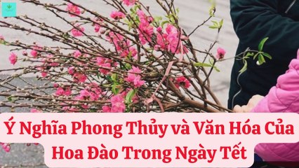 Ý Nghĩa Phong Thủy và Văn Hóa Của Hoa Đào Trong Ngày Tết