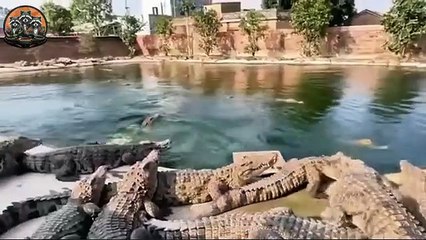 How Thailand Farms Millions of Crocodiles for meat and Luxury Leather