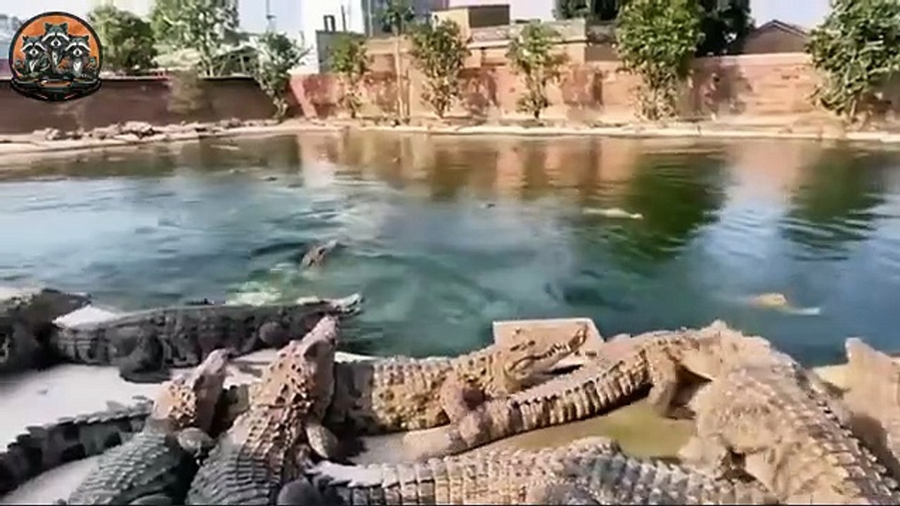 How Thailand Farms Millions of Crocodiles for meat and Luxury Leather