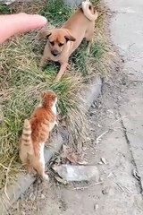 Cute cat and dogs😼🦮🙄 #cuteanimels #cat #shorts #dog #animal