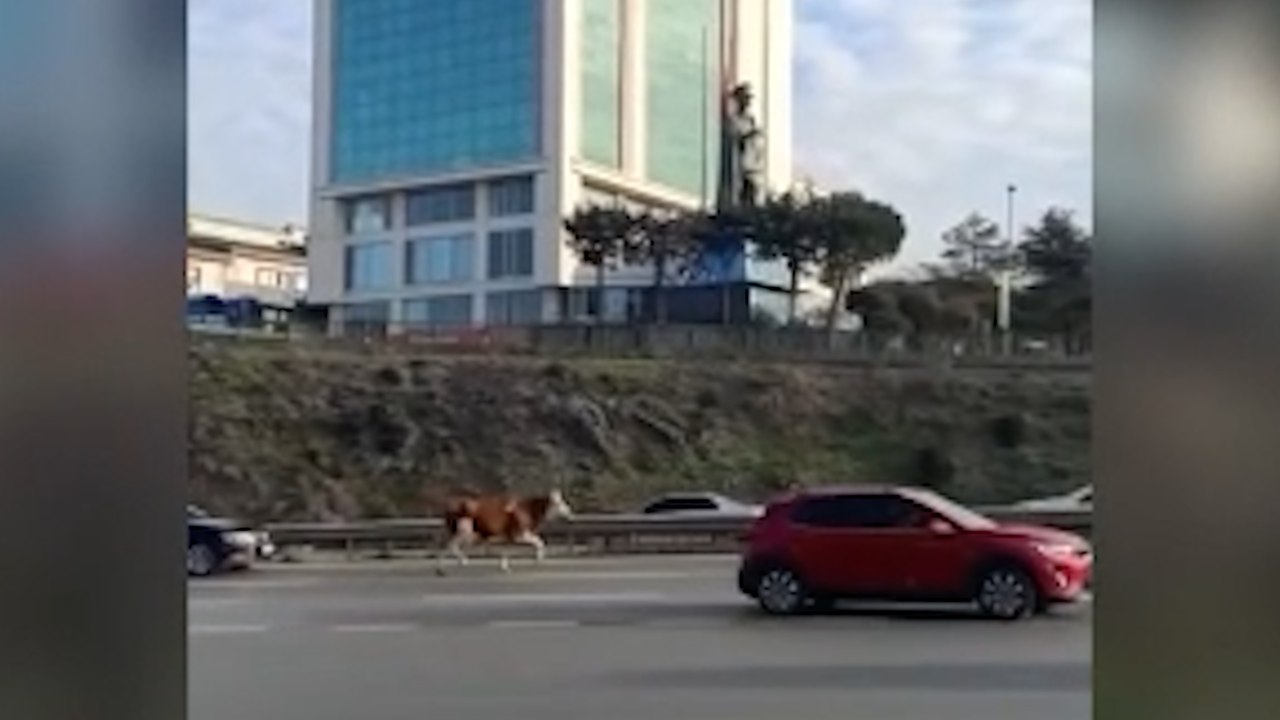 İstanbul'da besicisinden kaçan büyükbaş hayvan trafiği felç etti