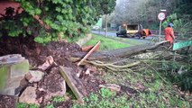 Huge tree falls, blocking the Stourbridge Rd in Wolverhampton.