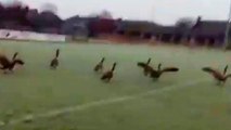 UK: Football club forced to postpone match after flock of geese poo on pitch