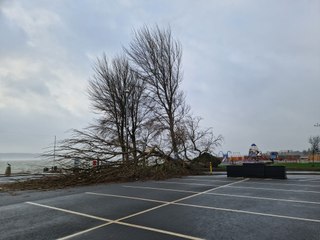 Storm Eowyn - big fallen tree at Loughshore, Newtownabbey