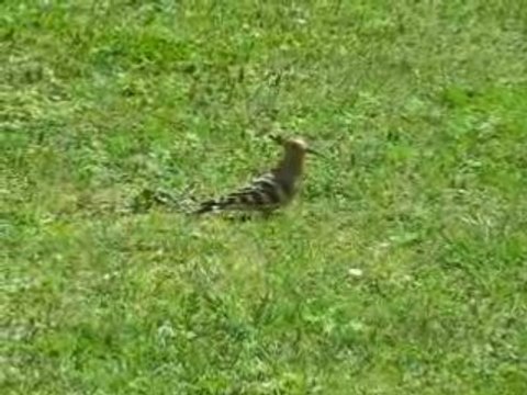 les huppes sont jolies dès que le printemps revient