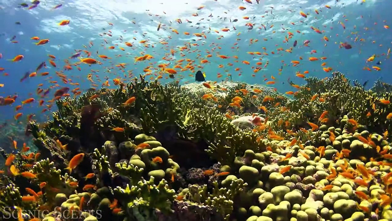 The Most AMAZING Underwater Animals World In 4K HDR ｜ Ocean Life - Relaxation Video