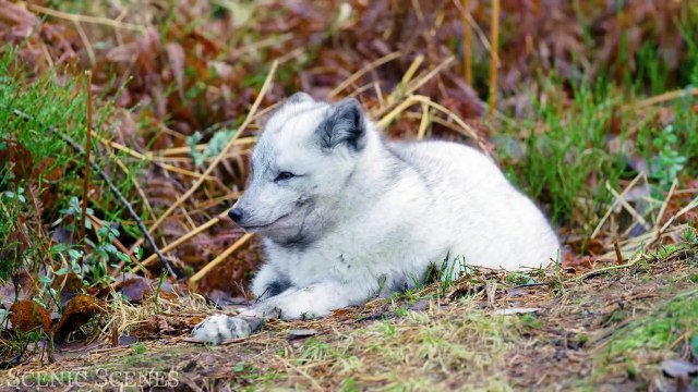 The MOST BEAUTIFUL ANIMALS in 4K： Nature's Hidden Creatures 4K VIDEO ULTRA HD #4K #ANIMAL #WILDLIFE