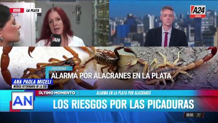 Alarma por alacranes en La Plata: los riesgos por la picadura